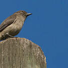 Gobemouche chocolat