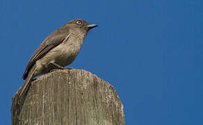 Abyssinian Slaty Flycatcher