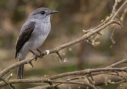 Cassin's Flycatcher