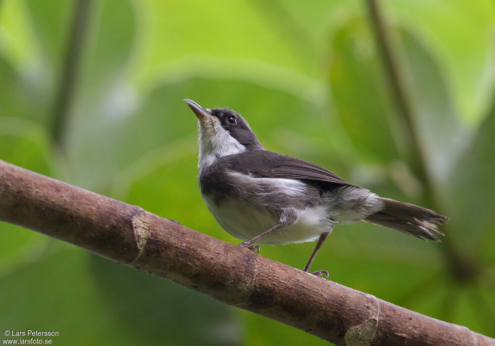 Dohrn's Thrush-Babbler