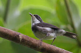 Dohrn's Warbler