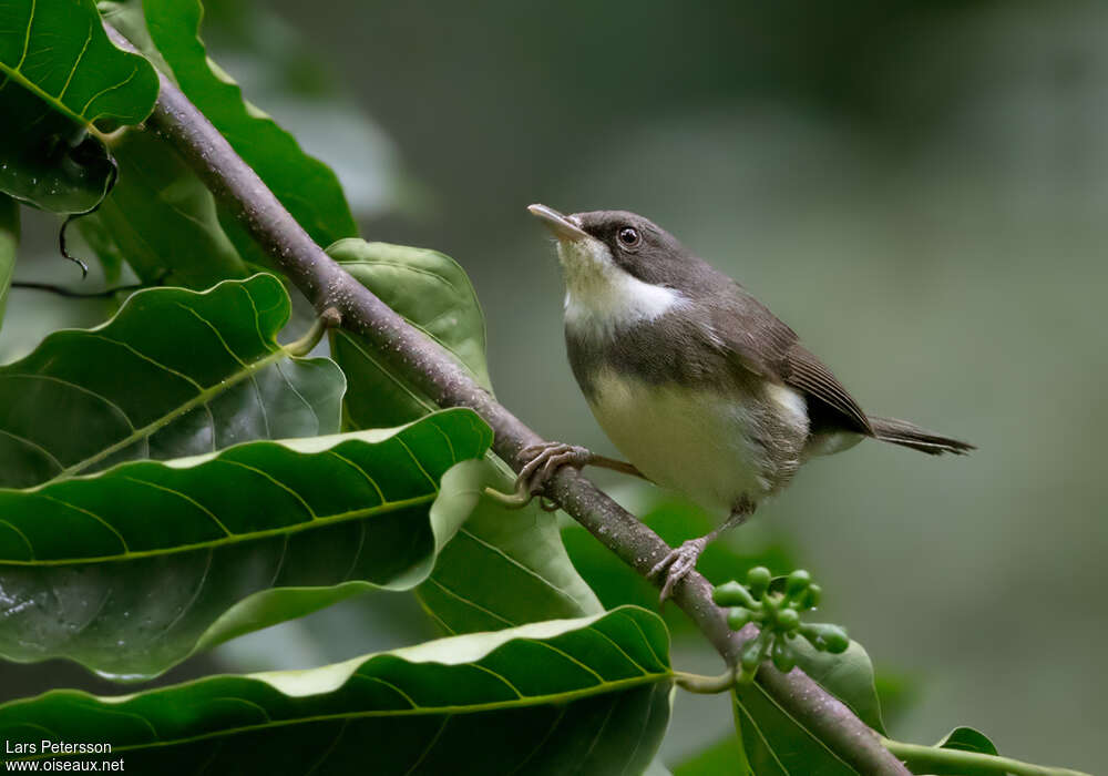 Dohrn's Thrush-Babbleradult