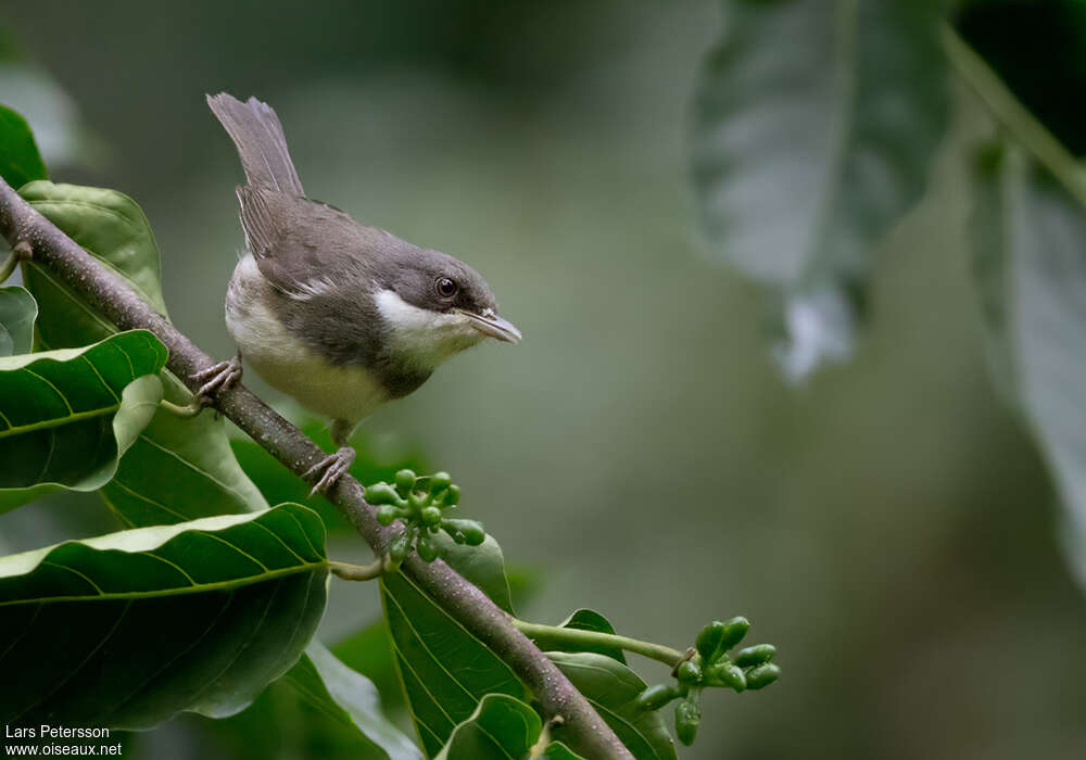 Dohrn's Thrush-Babbler