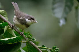 Dohrn's Thrush-Babbler