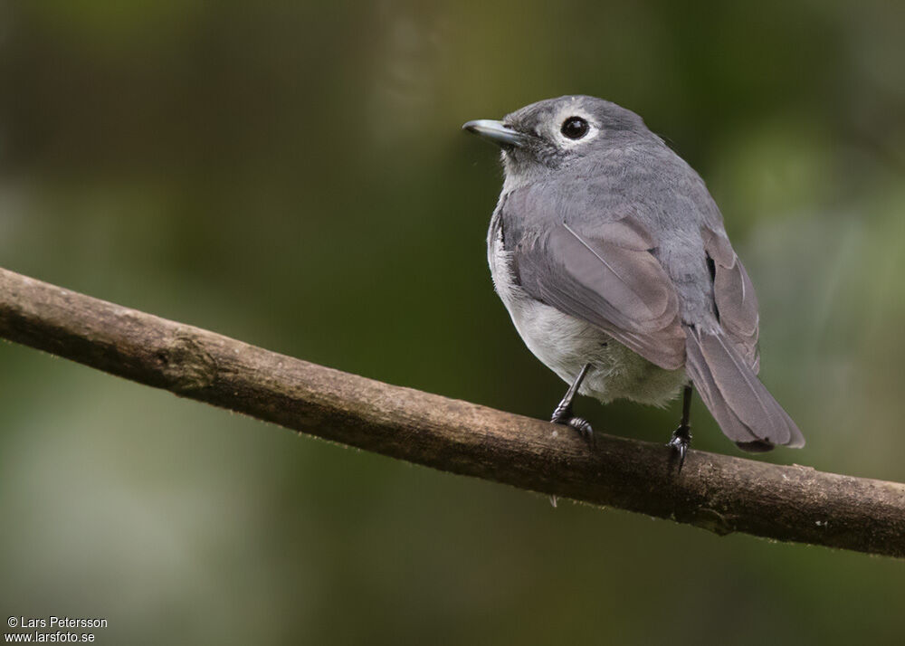 White-eyed Slaty Flycatcher