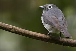 White-eyed Slaty Flycatcher