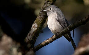 White-eyed Slaty Flycatcher