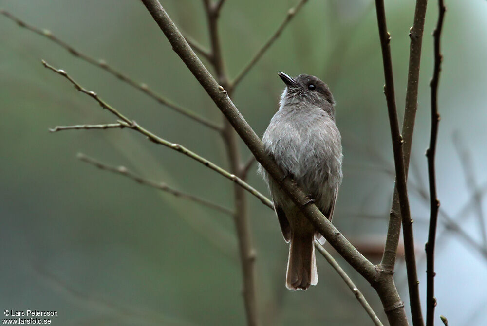 Flores Jungle Flycatcher