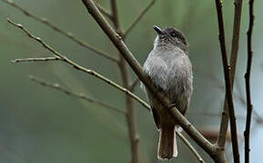 Flores Jungle Flycatcher