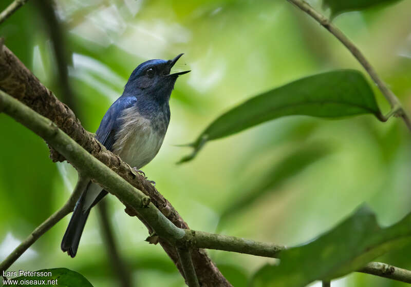 Hainan Blue Flycatcher male adult, habitat, pigmentation, song