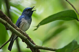 Hainan Blue Flycatcher