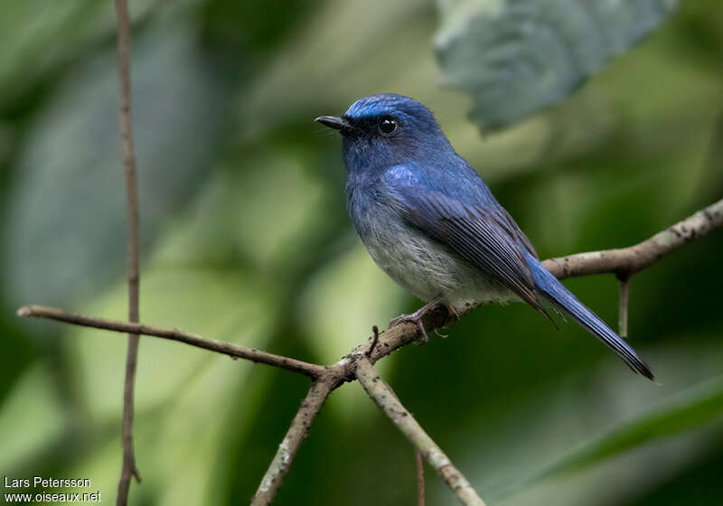 Hainan Blue Flycatcher male adult, identification