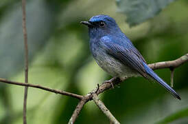 Hainan Blue Flycatcher