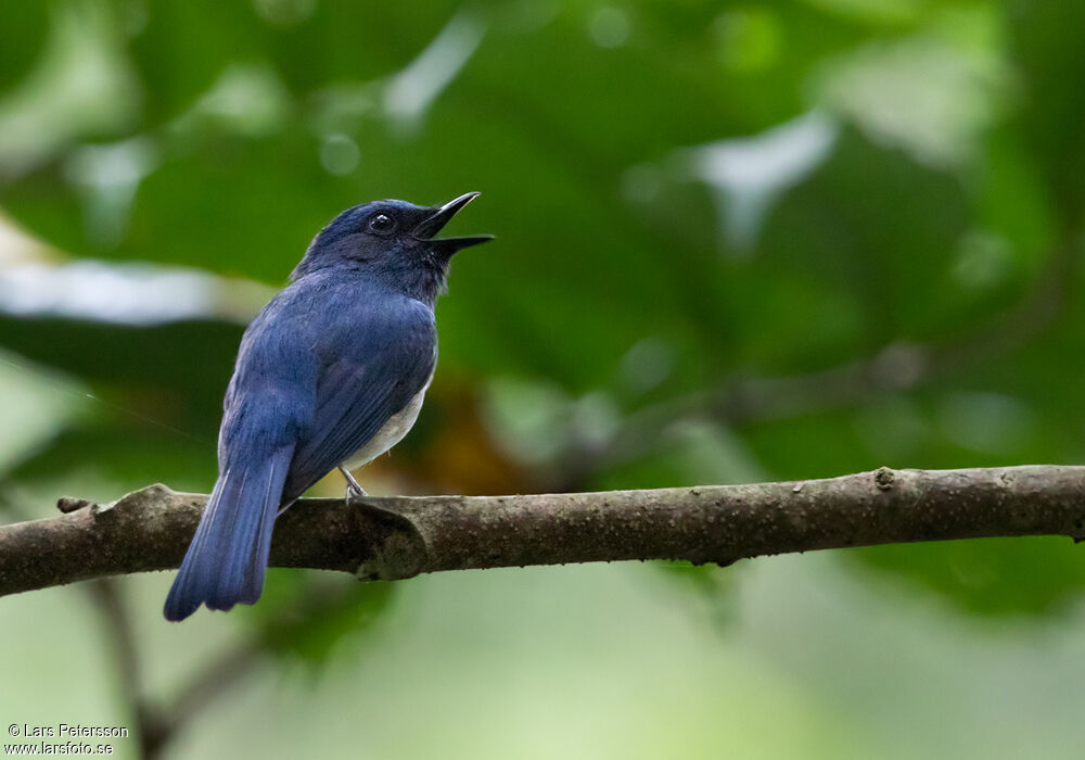 Hainan Blue Flycatcher