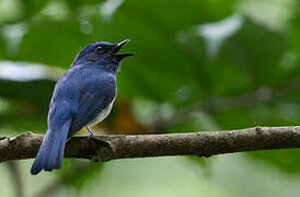 Hainan Blue Flycatcher