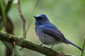 Hainan Blue Flycatcher