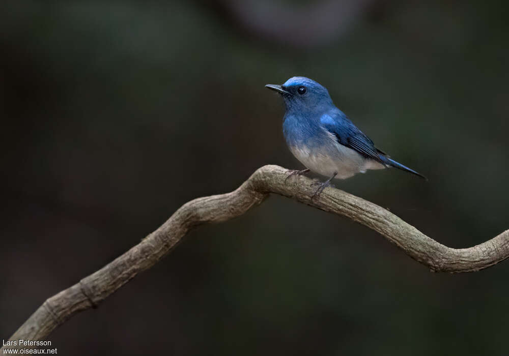 Hainan Blue Flycatcher male adult, pigmentation