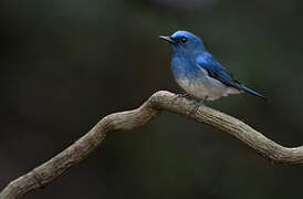 Hainan Blue Flycatcher