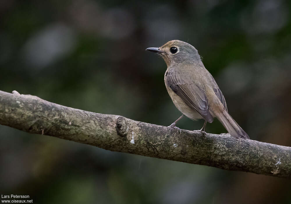 Gobemouche de Hainan femelle adulte, identification