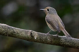 Hainan Blue Flycatcher