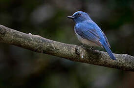 Hainan Blue Flycatcher