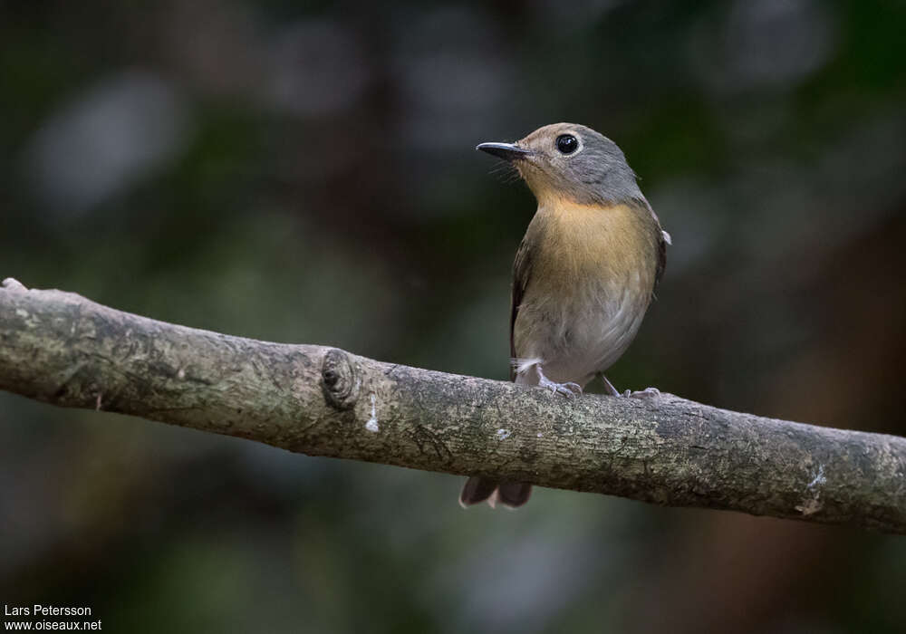 Hainan Blue Flycatcher female adult, close-up portrait