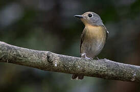 Hainan Blue Flycatcher