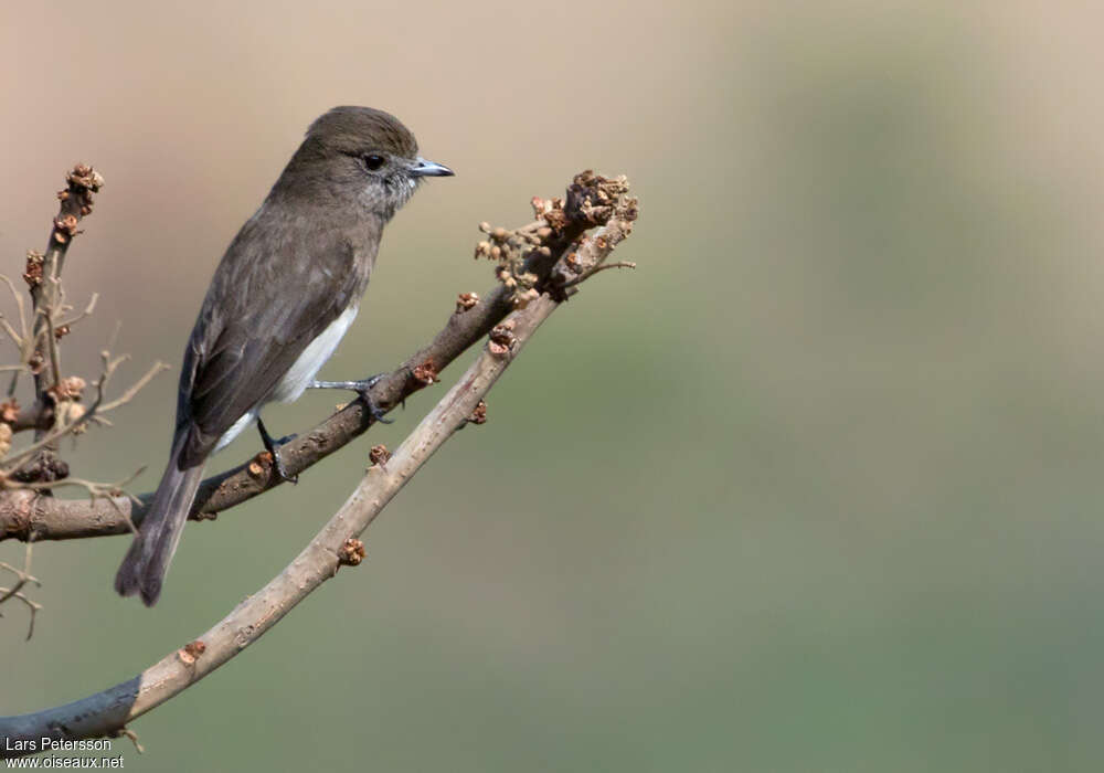 Angolan Slaty Flycatcheradult, identification