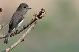 Angolan Slaty Flycatcher