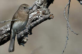 Angolan Slaty Flycatcher