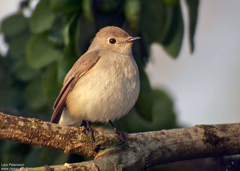 Taiga Flycatcheradult post breeding, close-up portrait, pigmentation