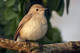 Taiga Flycatcher