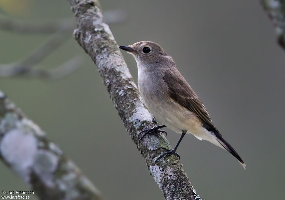 Taiga Flycatcher