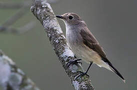 Taiga Flycatcher