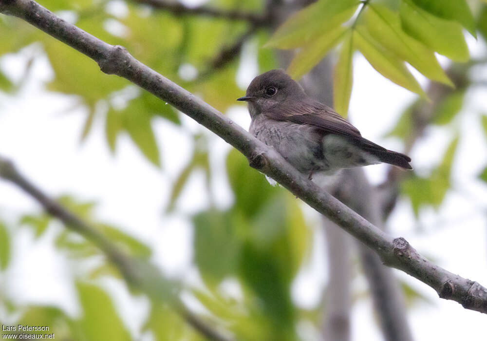 Dark-sided Flycatcheradult, pigmentation