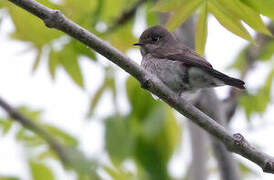 Dark-sided Flycatcher