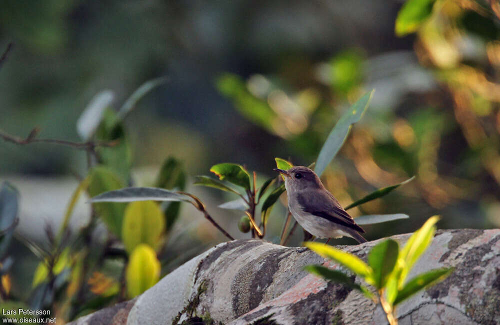 Sumba Brown Flycatcher