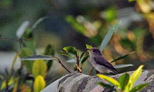 Sumba Brown Flycatcher