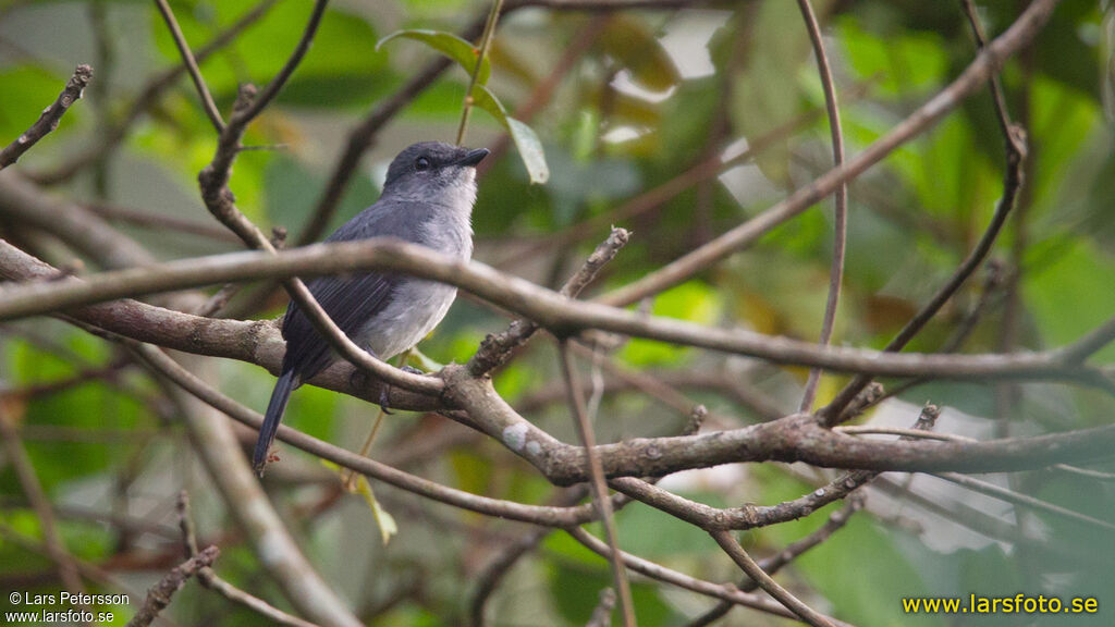 Tessmann's Flycatcher