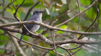 Tessmann's Flycatcher