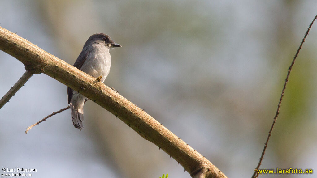 Tessmann's Flycatcher