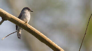 Tessmann's Flycatcher