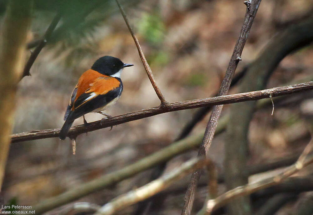 Gobemouche de Timor