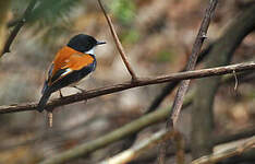 Gobemouche de Timor