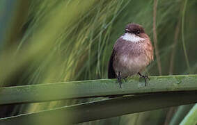 Swamp Flycatcher