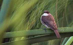 Swamp Flycatcher