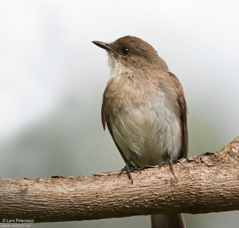 Swamp Flycatcher