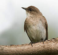 Swamp Flycatcher