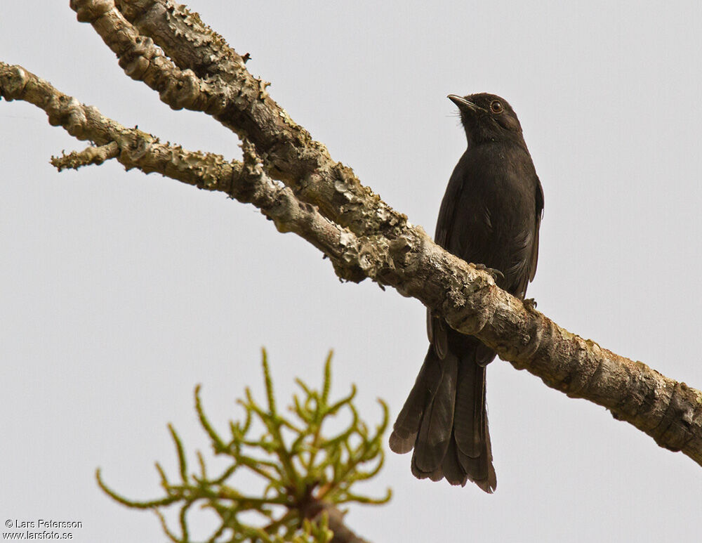 Gobemouche drongo