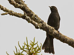 Gobemouche drongo